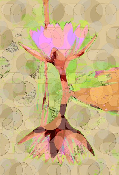 Water Lily Reflection (digitální) od Scott J. Davis